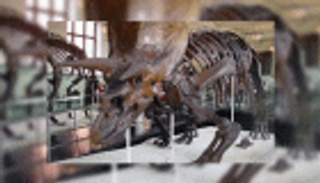 بعد 150 مليون سنة .. باحثون يحلون لغز انقراض الـ"إكتيوصورات"