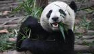 الصين تستقبل أول توأم باندا في 2016