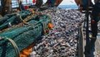 الأمم المتحدة تحذر: الأسماك في خطر
