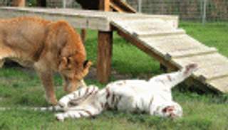 بالصور: علاقة صداقة بين أسد ونمر أراد مالكهما تزويجهما لإنتاج "لايغر"