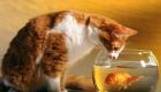 اختراع مصري يحرم قطط الشارع من "عظام السمك"