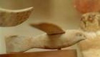 أسرار مدهشة عن "العصفور الفرعوني" الذى حير علماء العالم