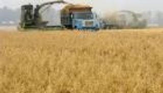 سوريا ترجئ شراء مليون طن من القمح الروسي