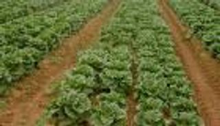 تنزانيا تبني مصنعا للمخصبات الزراعية بـ3 مليارات دولار