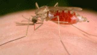 اكتشاف عقار جديد لمقاومة الملاريا.. ما هو؟