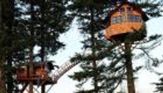 أمريكي يعيش أعلى شجرة يثير مشاعر 