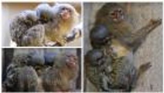 بالصور.. ولادة توأم يزن 15 جراما لأصغر قرد في العالم