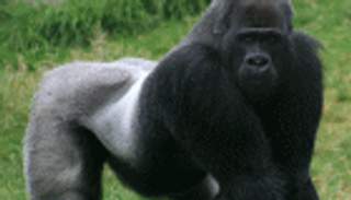 التحقيق مع والدي طفل أمريكي .. والتهمة 