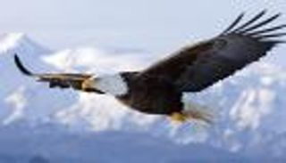 إنفوجراف.. غرائب النسور ولماذا تفضل الانتحار على المرض؟
