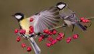 طيور.. الحُب لديها أهم من الطعام