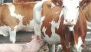 ظاهرة فريدة في النمسا.. خنازير ترضع من الأبقار