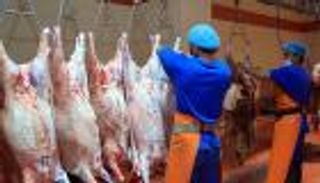 إنفوجراف.. شروط تصدير اللحوم والدواجن إلى الإمارات