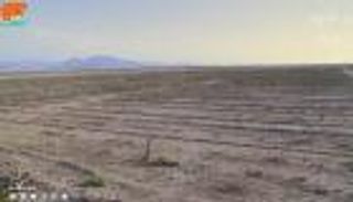 بالفيديو.. "الفستق الإيراني" ضحية الفوضى والجفاف