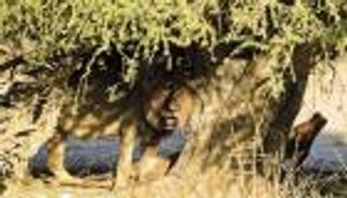 10 صور تظهر كيف يصطاد الأسد فريسته