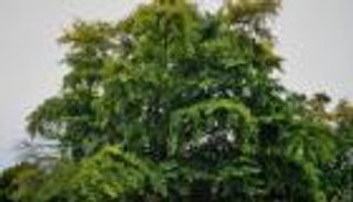 شجرة "خارقة" نجت من انفجار هيروشيما تقوي الأوردة الدموية والأعصاب