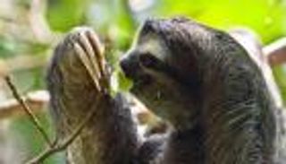 بالصور: أبطأ 10 حيوانات في العالم.. أحدها ينام 3 سنوات