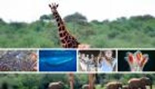 فيديو.. ما هو أطول حيوان يعيش على كوكب الأرض؟