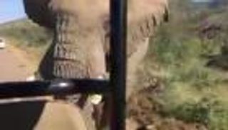 بالفيديو.. فيل غاضب يهاجم سيارة شوارزنيجر