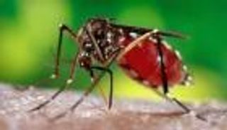 بالفيديو.. جهود أمريكية لمنع انتشار