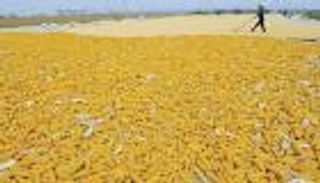 مناقصة إماراتية لشراء 20 ألف طن من الذرة الصفراء