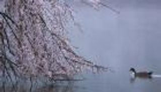 هل تنام الأشجار في المساء؟.. دراسة علمية تجيب