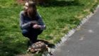 الغرائب لا تنتهي في نيويورك.. سلحفاة في عربة أطفال