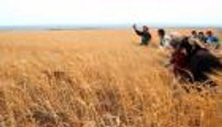 تقلص المساحة المزروعة بالقمح والشعير في سوريا.. كم بلغت؟