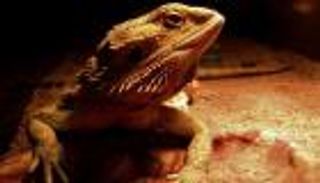 الزواحف تنام وتحلم مثل البشر.. ما الذي تراه؟