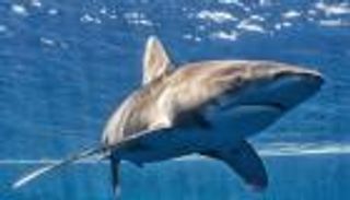 أخطر 10 أسماك قرش.. الأسود 