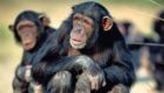 القرد كالإنسان.. يقلص دائرة أصدقائه مع مرور الزمن