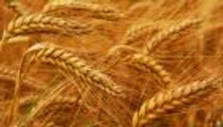 مصر تشتري 4.750 مليون طن من القمح المحلي منذ بدء الموسم