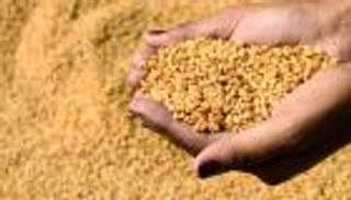 مصادر: الحبوب السعودية تدرس بيع حصة وتختار "إتش إس بي سي" مستشارًا