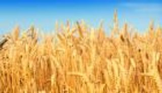 العراق يتلقى أقل سعر لقمح أمريكي في مناقصة لشراء 50 ألف طن