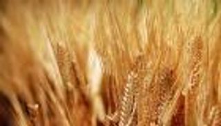 الجزائر تطرح مناقصة جديدة لشراء قمح الطحين