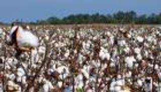 قلق مصري بعد تسعيرة "القطن".. وخبراء: إهانة للمزارعين