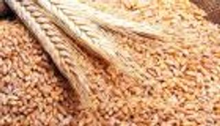 الأردن تطرح مجددا مناقصة للقمح وسط عزوف الموردين