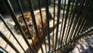 مالك حديقة غزة يعرض آخر حيواناته الجائعة للبيع