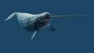 بالصور..ضبط كندي يهرب أنياب