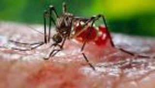 إنفوجراف.. زيكا يضرب آسيا