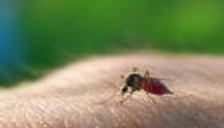 أول حالة انتقال مرجحة لفيروس 