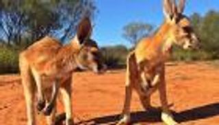 بالصور.. كيف أصبح كنغران من مشاهير الإنترنت؟