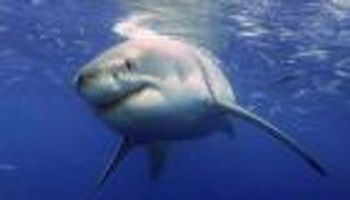 ما سر اختفاء القروش البيضاء سنويًا من المحيط الهادئ؟