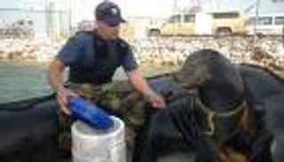 بالنظرات.. علاقة وطيدة بين الحيوان وصديقه