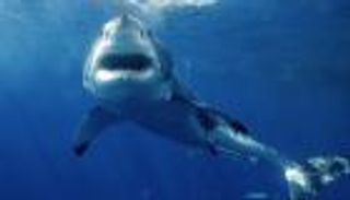 تجاوزات الصيادين تشعل جدلا حول بطولات "صيد القروش" في أمريكا