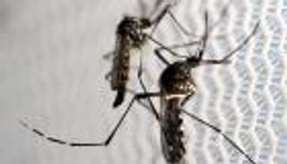 أول إصابة بفيروس