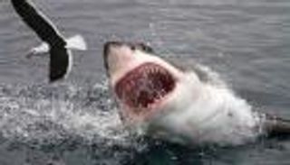 هجمات أسماك القرش قد تسجل رقما جديدا في 2016