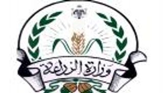 مصر تشتري 4.537 مليون طن من القمح المحلي