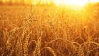 خبير من الفاو يصل مصر لتحليل مخاطر فطر الإرجوت في القمح