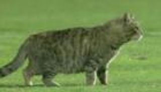 بالفيديو.. "قطة" تقتحم مباراة بالدوري المصري