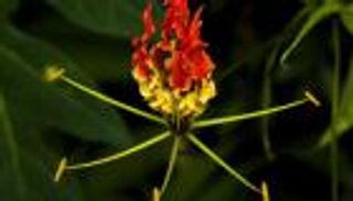 بالصور.. أغلى 7 زهور في العالم.. "كادوبول" لا تقدر بثمن